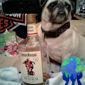 Meet your Posher, Bobbie